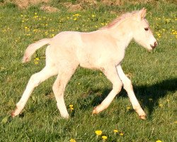 dressage horse Kenny (Fjord Horse, 2015, from Kelvin)