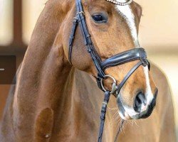 Springpferd Light Balou (Hannoveraner, 2016, von Light my Fire)