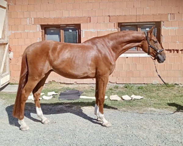 jumper Bollycan du Rouet (Holsteiner, 2021, from Baloucan)