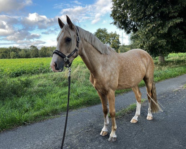 Dressurpferd Cute a Golden Dancing Boy (Deutsches Reitpony, 2021, von Charmeur)