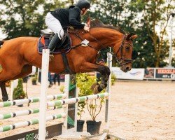 broodmare Dejavu 28 (Oldenburg show jumper, 2007, from Stalypso)