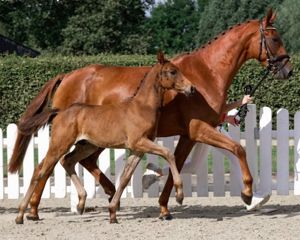 dressage horse Brooklyn Baby (Westphalian, 2021, from Bon Coeur)