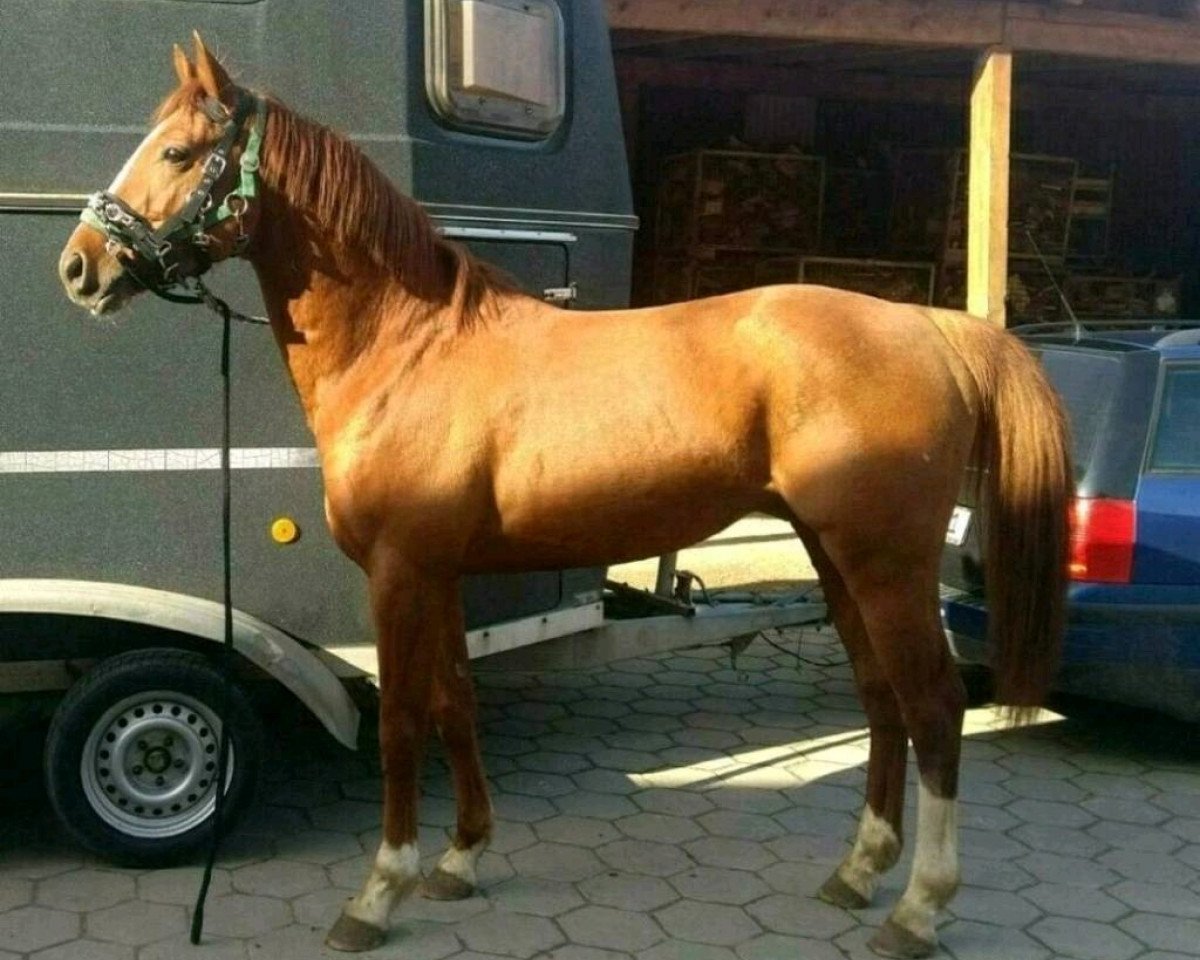 stallion Swiss Sundance (German Warmblood, 2013, from Swiss Made)