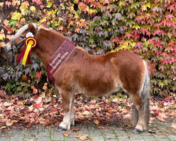 Deckhengst Nordin v. 't Heut (Shetland Pony, 2019, von Sietse van Vries)