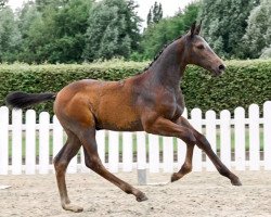 Springpferd Habanero Blue (Westfale, 2021, von Hickstead Blue)