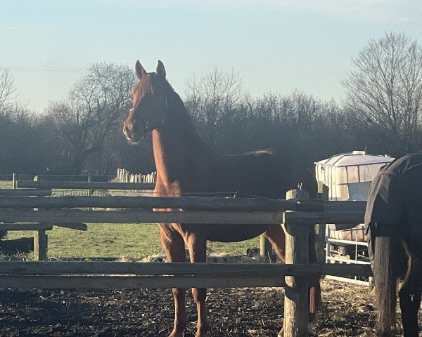 dressage horse Vinh (Westphalian, 2021, from Vainqueur)