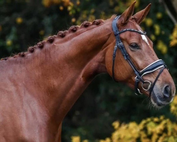 dressage horse Mystique LH (KWPN (Royal Dutch Sporthorse), 2017, from Glock's Dream Boy)