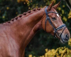 dressage horse Mystique LH (KWPN (Royal Dutch Sporthorse), 2017, from Glock's Dream Boy)