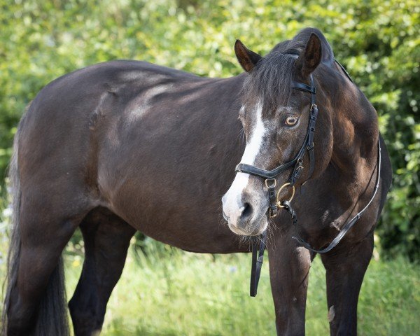 horse Mastro's Vivien (Welsh-Pony (Section B), 2002, from Hondsrug Don Gregory)