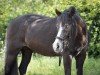 horse Mastro's Vivien (Welsh-Pony (Section B), 2002, from Hondsrug Don Gregory)