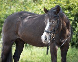 Pferd Mastro's Vivien (Welsh Pony (Sek.B), 2002, von Hondsrug Don Gregory)