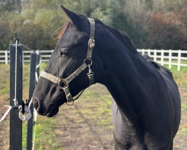 dressage horse Hengst von Bonjour / Sir Donnerhall (Oldenburg, 2022, from Bonjour)