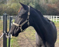 dressage horse Hengst von Bonjour / Sir Donnerhall (Oldenburg, 2022, from Bonjour)