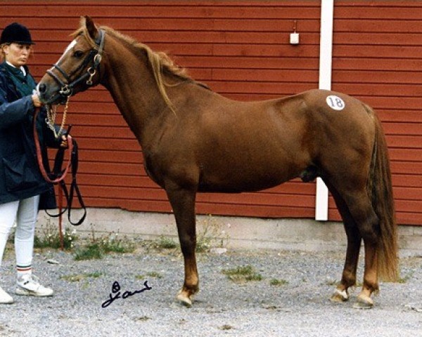 Deckhengst Merrie Matchless 9 NF (New-Forest-Pony, 1986, von Merrie Minsky)