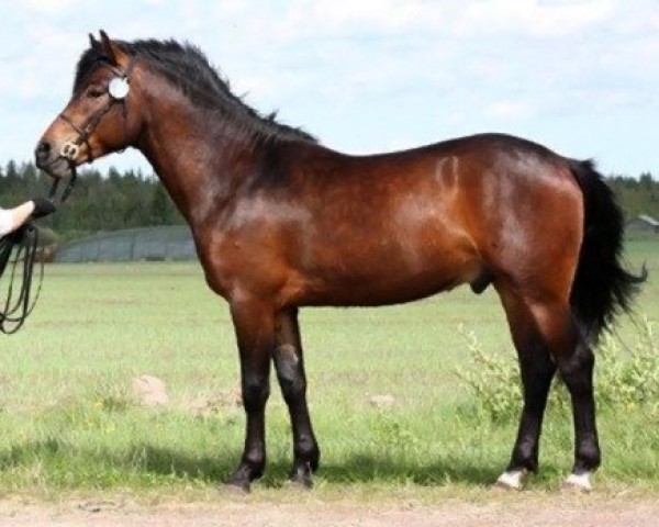 stallion Horshaka King Arthur 39 NF (New Forest Pony, 2009, from Ellilän Bramble Cocktail 28 NF)