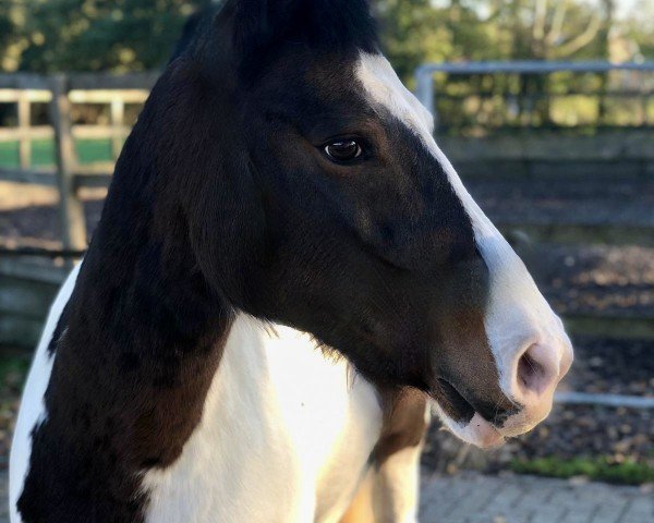 Springpferd Sally W 3 (Pinto/Pony, 2007)