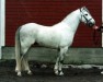 stallion IJsselvliedt's Victory 6 W (Welsh-Pony (Section B), 1986, from Baledon Jerimiah)