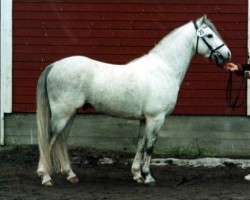 Deckhengst IJsselvliedt's Victory 6 W (Welsh Pony (Sek.B), 1986, von Baledon Jerimiah)