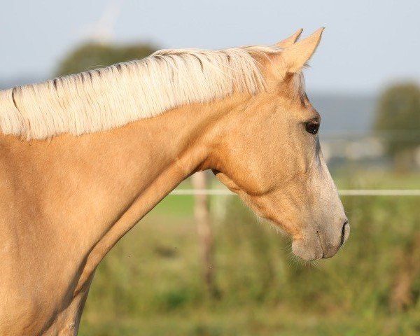 dressage horse Das Püppchen (German Riding Pony, 2021, from FS Mr. Right)