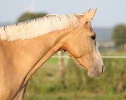 Dressurpferd Das Püppchen (Deutsches Reitpony, 2021, von FS Mr. Right)