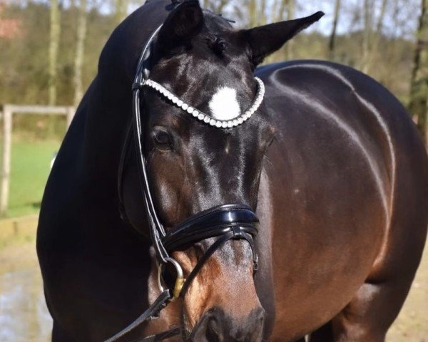 dressage horse Omana N (KWPN (Royal Dutch Sporthorse), 2019, from Beukenvallei's Iconic B)