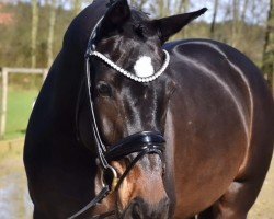 Dressurpferd Omana N (KWPN (Niederländisches Warmblut), 2019, von Beukenvallei's Iconic B)