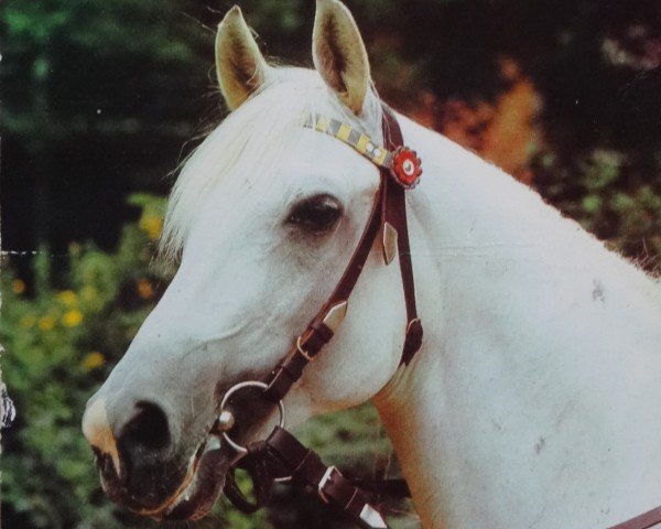 stallion Mors ox 2678 (1966) (Arabian thoroughbred, 1966, from Aquinor 1951 ox)