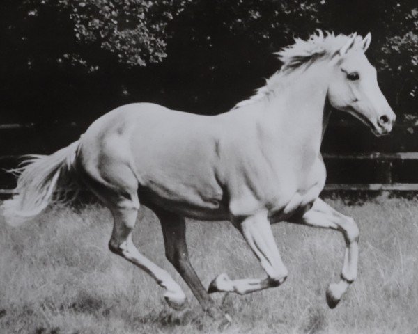 stallion Baba xx (Thoroughbred, 1962, from Niederlaender xx)