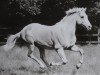 stallion Baba xx (Thoroughbred, 1962, from Niederlaender xx)