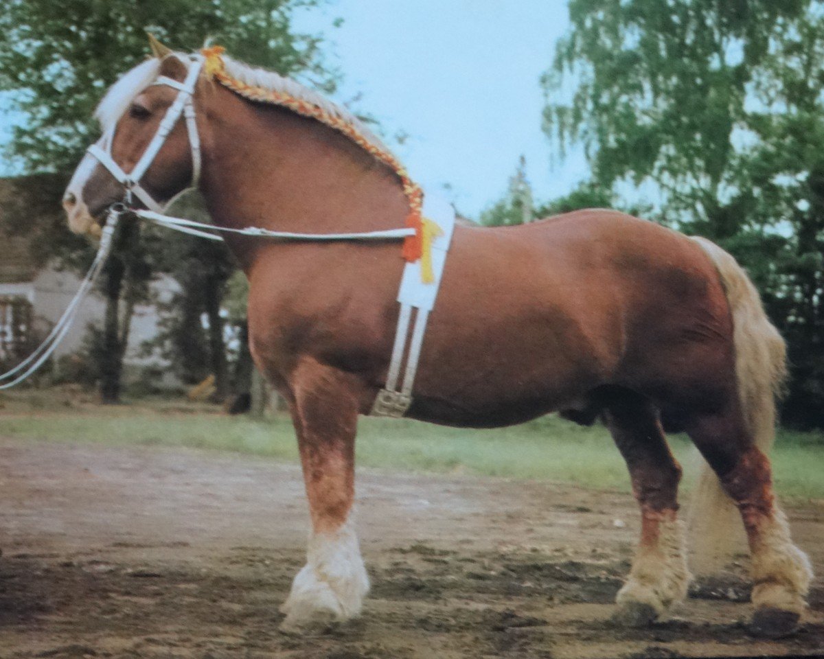 Deckhengst Pulver 1849 (Rheinisch-Deutsches Kaltblut, 1976, von Puck v. Gohre 3486 / 1822)