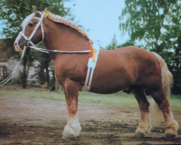 stallion Pulver (Rhenish-German Cold-Blood, 1976, from Puck 3486 / 1822)