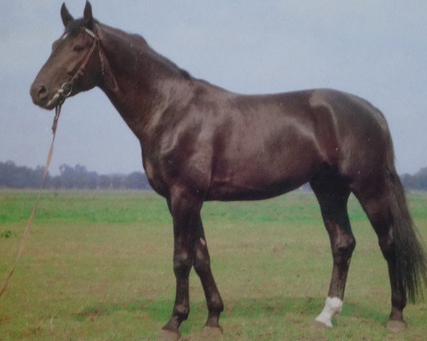 stallion Dispondeus 2649 (Mecklenburg, 1976, from Disponent 3310)