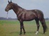 stallion Dispondeus 2649 (Mecklenburg, 1976, from Disponent 3310)