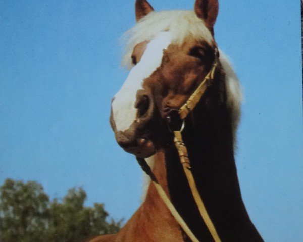 stallion Ofus 1842 (Rhenish-German Cold-Blood, 1972, from Offenbach von Gohre 3439)