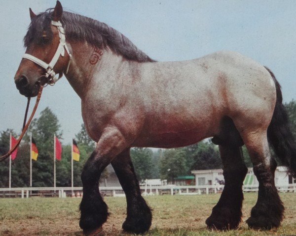 stallion Smaragd von Siedenlangenbeck 3506 (Rhenish-German Cold-Blood, 1962, from Birkhahn von Estedt 3048)