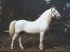 stallion Generalissimus XXIX (Kladruber, 1965, from 724 Favory-1)