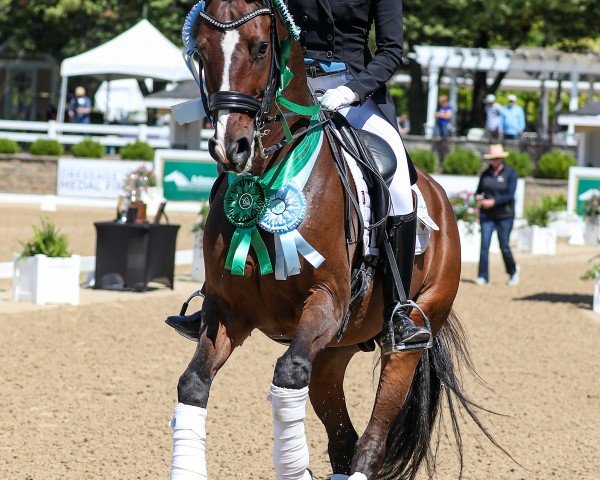 dressage horse Floriano Hb (Westphalian, 2008, from Florenciano 6)