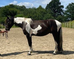 dressage horse Silas 240 (Pinto, 2020, from Günter 9)