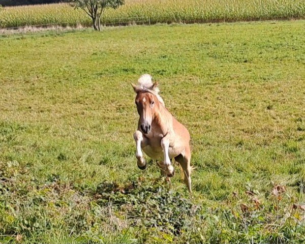 Dressurpferd Resi ZGH (Haflinger, 2023, von Bali von den Alleegärten)