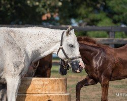 broodmare Tapping Colors xx (Thoroughbred, 2013, from Tapit xx)