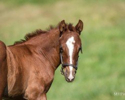 foal by Stute von Munnings xx (Thoroughbred, 2024, from Munnings xx)