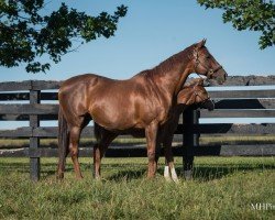 broodmare Groupie Doll xx (Thoroughbred, 2008, from Browmans Band xx)