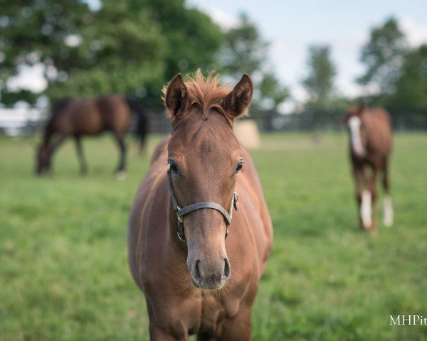 foal by Stute von Gun Runner xx (Thoroughbred, 2024, from Gun Runner xx)