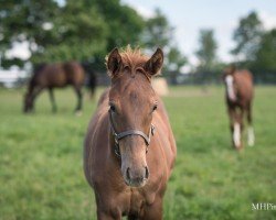 foal by Stute von Gun Runner xx (Thoroughbred, 2024, from Gun Runner xx)