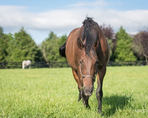 broodmare Shedaresthedevil xx (Thoroughbred, 2017, from Daredevil xx)