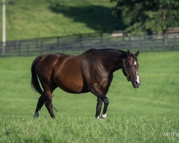 Zuchtstute Songbird xx (Englisches Vollblut, 2013, von Medaglia d'Oro xx)