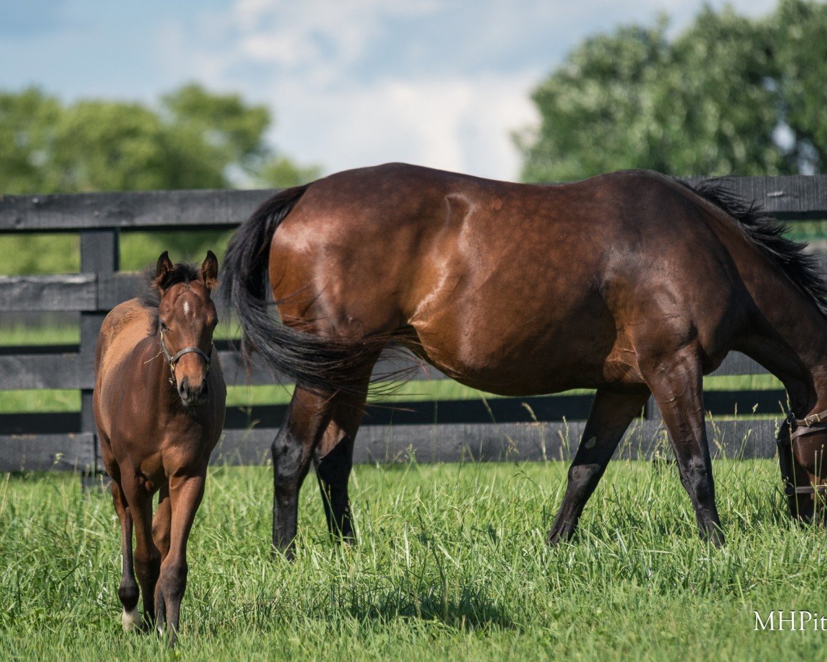 horse Stute von Nyquist xx (Thoroughbred, 2024, from Nyquist xx)