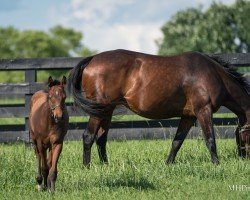 foal by Stute von Nyquist xx (Thoroughbred, 2024, from Nyquist xx)