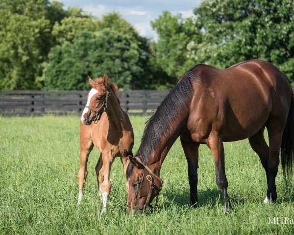 Fohlen von Hengst von Gun Runner xx (Englisches Vollblut, 2024, von Gun Runner xx)