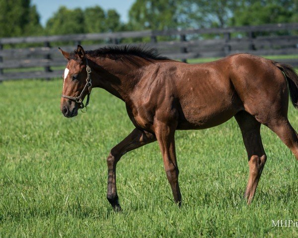 horse Stute von Justify xx (Thoroughbred, 2024, from Justify xx)